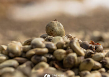 Grenier de Guinée, au cœur de la dynamique agro-export : bilan 2025 et perspectives 2026