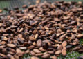 Crise du cacao : la Côte d’Ivoire réduit de près de 60 % le prix d’achat aux producteurs