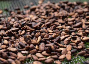 Crise du cacao : la Côte d’Ivoire réduit de près de 60 % le prix d’achat aux producteurs