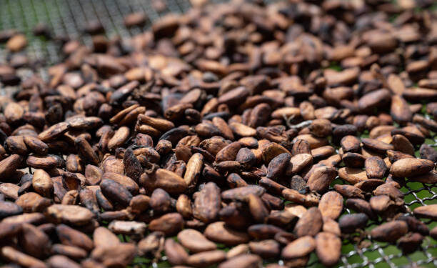 Crise du cacao : la Côte d’Ivoire réduit de près de 60 % le prix d’achat aux producteurs