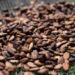 Crise du cacao : la Côte d’Ivoire réduit de près de 60 % le prix d’achat aux producteurs