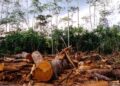 Déforestation en Guinée : 36 000 hectares de forêts disparaissent chaque année…