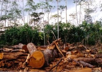 Déforestation en Guinée : 36 000 hectares de forêts disparaissent chaque année…
