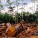 Déforestation en Guinée : 36 000 hectares de forêts disparaissent chaque année…