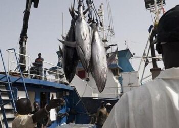 Guinée : la pêche représente 4,5 % du PIB et 300 000 emplois