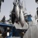 Guinée : la pêche représente 4,5 % du PIB et 300 000 emplois