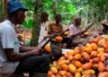 Le marché mondial du café s’oriente vers une production record en 2026/2027