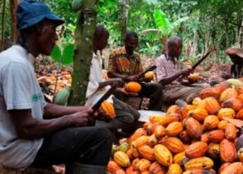Le marché mondial du café s’oriente vers une production record en 2026/2027