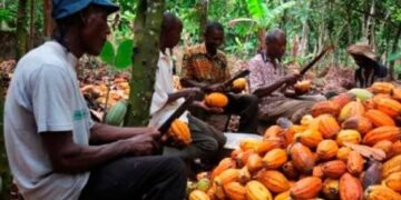 Le marché mondial du café s’oriente vers une production record en 2026/2027