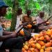 Le marché mondial du café s’oriente vers une production record en 2026/2027