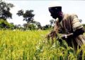 Filière riz : la Guinée cherche à améliorer ses rendements