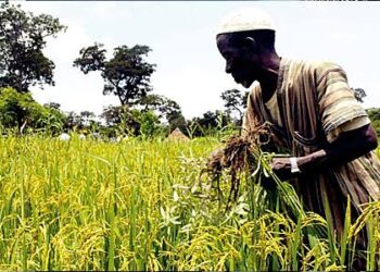 Filière riz : la Guinée cherche à améliorer ses rendements