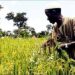 Filière riz : la Guinée cherche à améliorer ses rendements