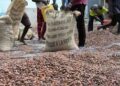 Prix du cacao : les exportations africaines vers l’UE ralentissent au premier semestre 2026