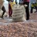 Prix du cacao : les exportations africaines vers l’UE ralentissent au premier semestre 2026